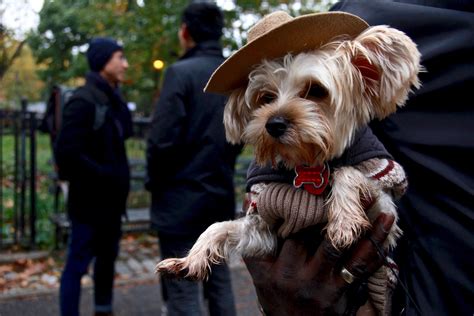 Photos from the Halloween Dog Parade, a Stunning Parade of Dogs - Broadly