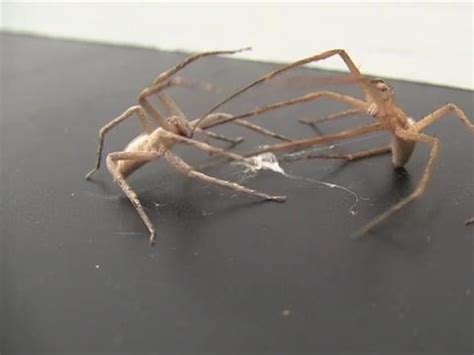 Tarantula Eating Mouse