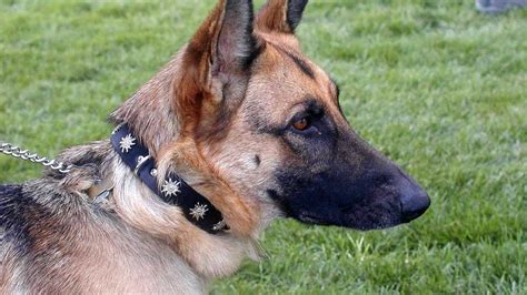 Collars For German Shepherds German Choices