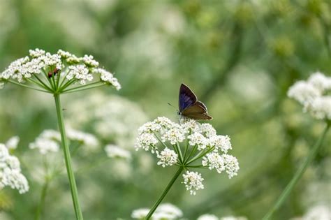 Premium Photo A Lovely Purple Oak Butterfly Resting On A Flower Of