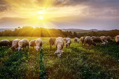 Rebanho Dos Carneiros Que Pastam Em Um Pasto Foto De Stock Imagem De