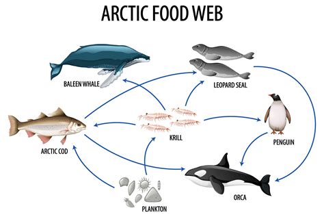 What Is a Food Web? Definition, Types, and Examples