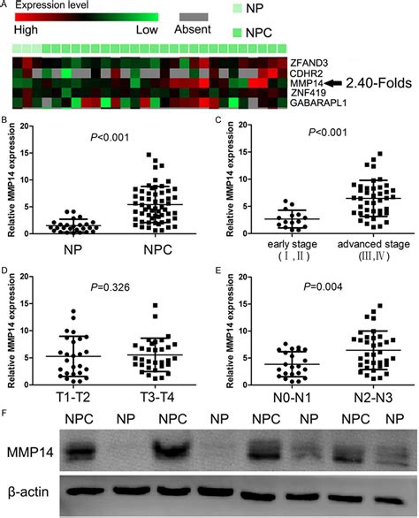 Figure From Mmp Regulates Cell Migration And Invasion Through