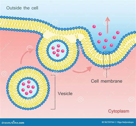 Vesicle Cartoons, Illustrations & Vector Stock Images - 187 Pictures to ...