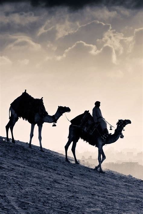 Караван в пустыне | Desert life, Camels, Desert land