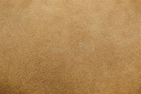 Real Lion Fur Texture Stock Image Image Of Hairy Close 133311085