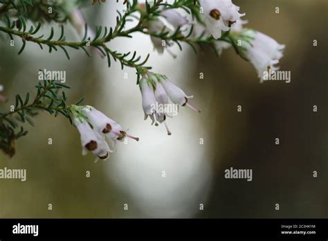 Detail of erica arborea or tree heath white flowers blooming Stock