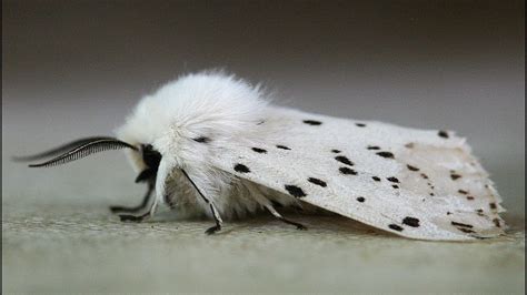 Slow Motion Moth White Ermine Moth Youtube