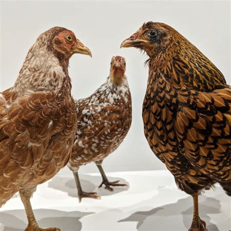 What are these hens... - Roberson Museum and Science Center
