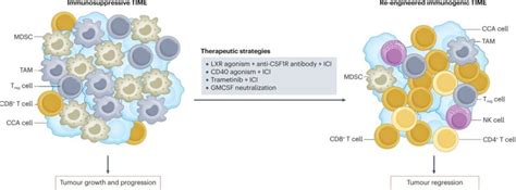 Phys.org on LinkedIn: Research fuels advances in bile duct cancer care