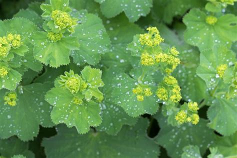 Traitement Base De Plantes Pour Les Polypes Ut Rins