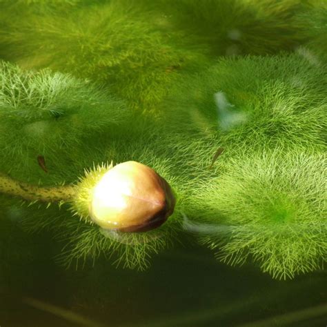 Giant Ambulia Care Growing Guide Earth Jungle In Perennials