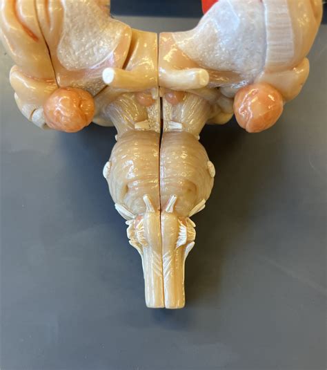 Brain Stem Cranial Nerves Diagram Quizlet