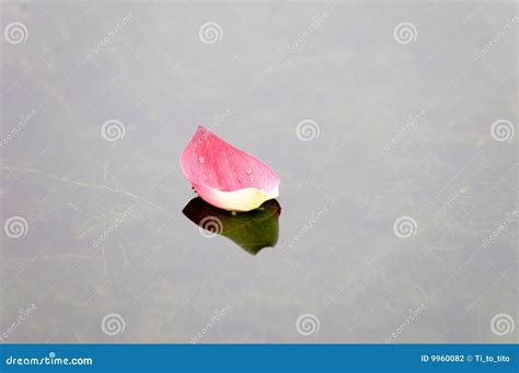 Lotus Petal Over Water Stock Photo Image Of Calyxes Effloresce 9960082