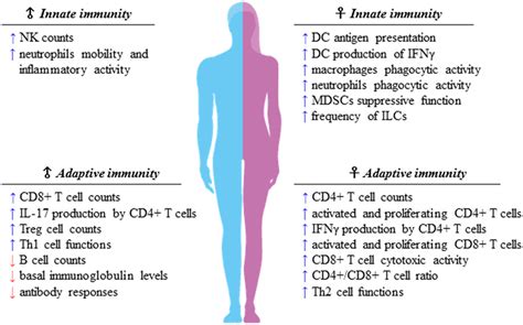 Frontiers Sexual Dimorphism Of Immune Responses A New Perspective In Cancer Immunotherapy