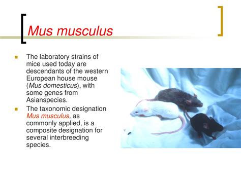 Ppt Biology And Anatomy Of Mouse Powerpoint Presentation Free Download Id5533658