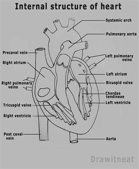 Heart Diagram And Major Structure Heart Diagram Svg File Hum