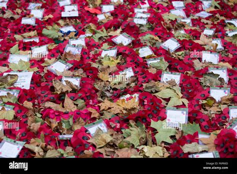 Remembrance poppies are displayed in London, UK Stock Photo - Alamy