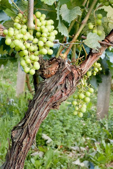 Single Grapevine Stock Image Image Of Grape Wine Plants 5992043