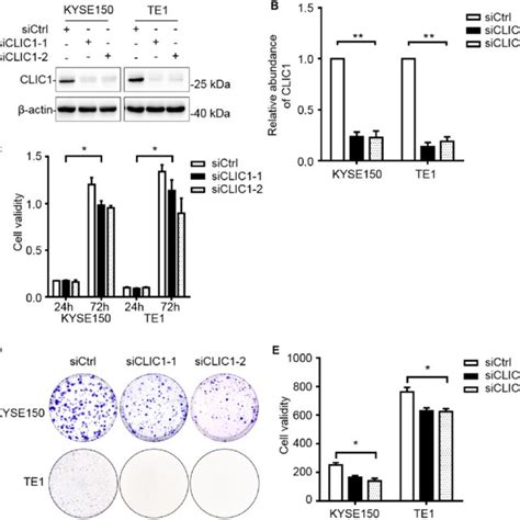 Silencing Of CLIC1 Suppresses Cell Proliferation In ESCC Cells A B