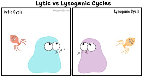 Amoeba Sisters Nitrogen Cycle