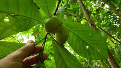 Complete Guide To Pawpaw Tree Asimina Triloba Growit Buildit