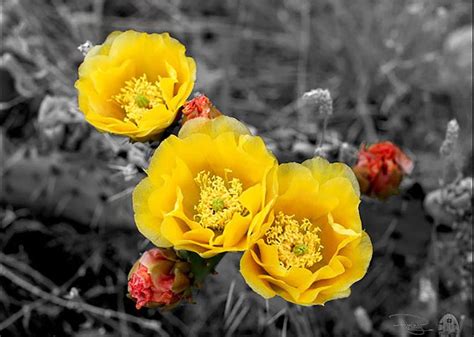 Yellow Rose Of Texas Yellow Roses Rose Pretty Flowers