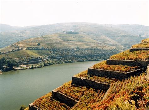 The Socalcos Terraced Vineyards Of Douro Demarcated Region