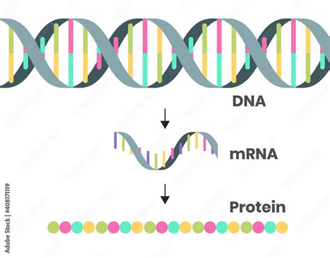 Protein Syntesis Schematic Illustration Illustration Of The Dna Mrna