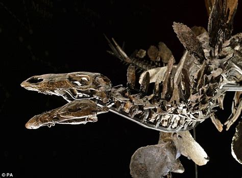 Meet Sophie The Most Complete Stegosaurus Skeleton Ever Found Daily Mail Online