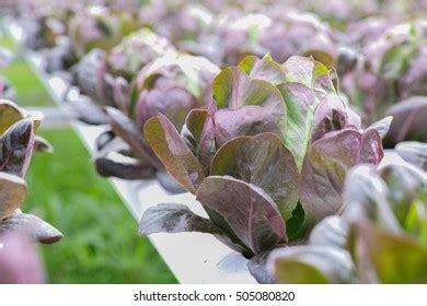 Growing Red Cos Lettuce Hydroponic Farm Stock Photo 504643696