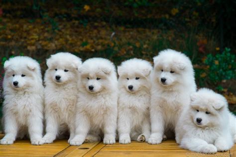 Chó Samoyed: Đặc điểm, giá bán và cách chăm sóc – PETACY