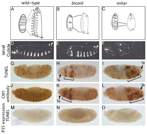 Caspase-dependent cell death in bicoid and oskar mutants | Download ...