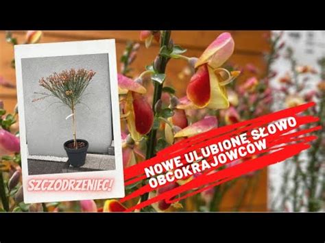 Szczodrzeniec Arnowiec Odmiana Goldfinch Cytisus Idealny Krzew Do