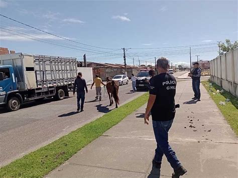 Depama resgata mais de cem animais em situação de maus tratos em