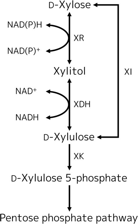 Xylose Isomerase And Oxidoreductase Pathway In D Xylose Assimilation