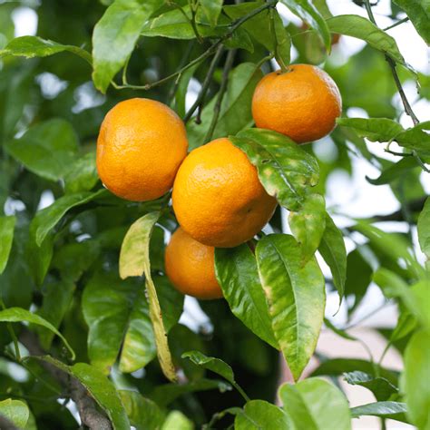 Owari Satsuma Mandarin Tree for Sale - PlantsExpress.com