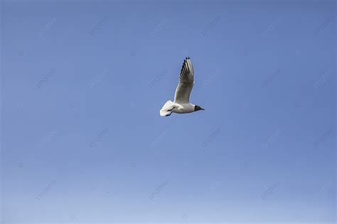 Seabird Photography Background And Picture For Free Download - Pngtree