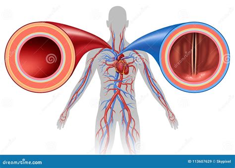 Artery And Vein Human Circulation Stock Illustration Illustration Of