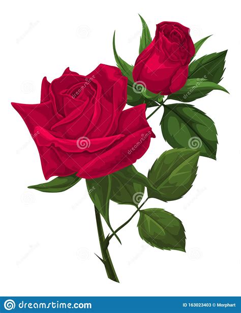 Vector Of Red Rose Stock Vector Illustration Of Blossom 163023403