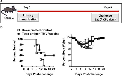 Frontiers An Improved Tobacco Mosaic Virus TMV Conjugated