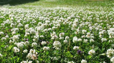 White Clover Field Stock Photo Image Of Rural Environment 15774632