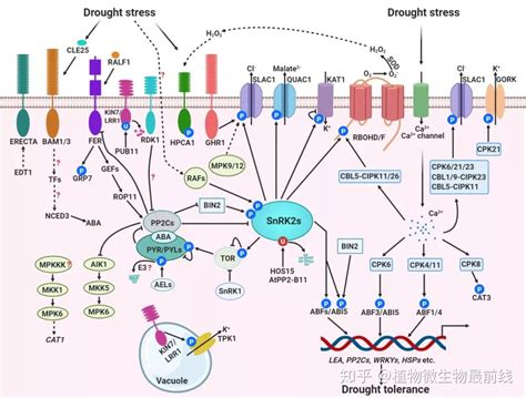 中国农大巩志忠团队、杨淑华团队及郭岩团队应邀综述蛋白激酶调控植物对干旱、盐和冷胁迫响应的研究进展 知乎