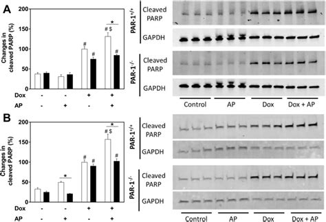 Par 1 Activation Increases Apoptosis In Cardiac Myocytes And Cardiac