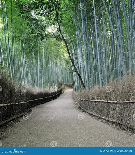 Bamboo Grove In Arashiyama In Kyoto Japan Stock Photo Image Of Area