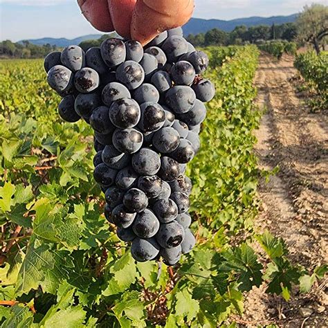 Ch Teau Des Chaberts Coteaux Varois In Provence Gar Oult