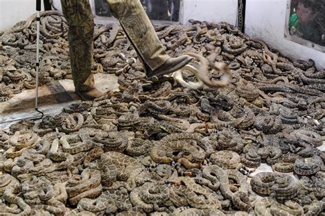 Rattlesnake Roundups – Stop the snake slaughter