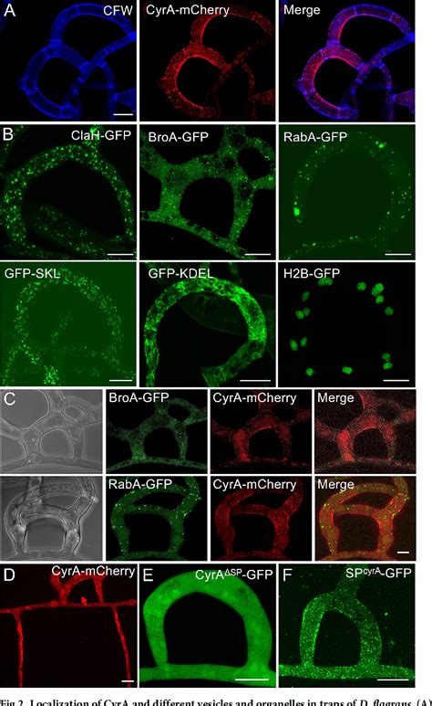 Figure From The Small Secreted Cysteine Rich Protein Cyra Is A