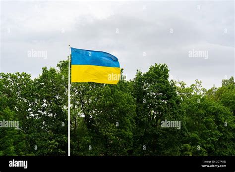 Flag of Ukraine waving in the wind against gray sky and green trees ...