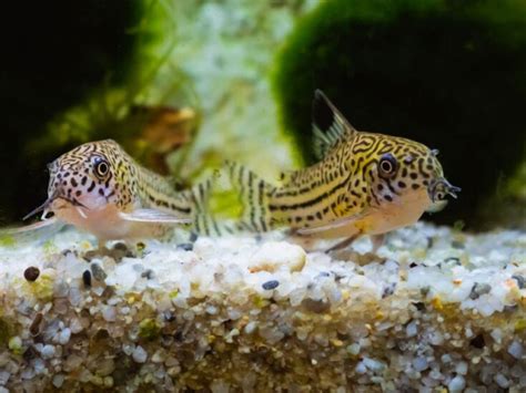 Cory Catfish Breeding Guide (Answers to Common Questions) - Avid Aquarist